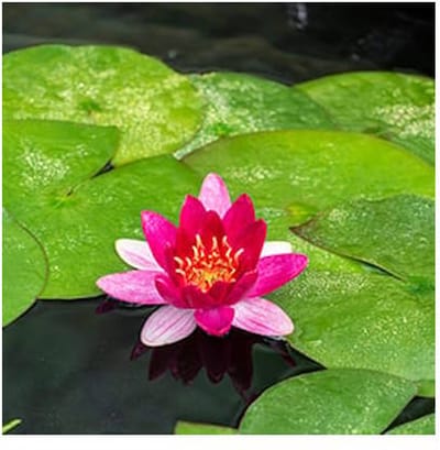 Moerings Nymphaea Pygmea Rubra | Waterlelie | In 3L Mand