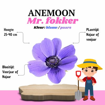 Mr Fokker® Anemoon | Mr. Fokker Blauw – 30 stuks – Voorjaarsbollen – Vaste Planten voor Tuin & Border