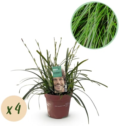 Green boutiQ - Siergrassen - Carex oshimensis Intense Green - Groen - 4 Planten - Bladhoudend - Weinig Onderhoud - Pot 17cm Hoogte 50cm