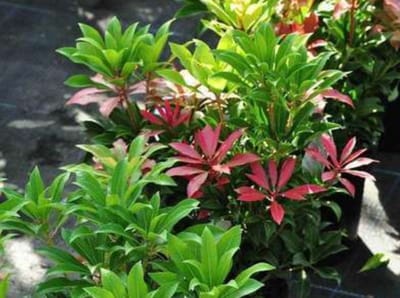Pieris jap. 'Mountain Fire' - Rotsheide 'Mountain Fire' , Lavendelheide 20- 30 cm in pot