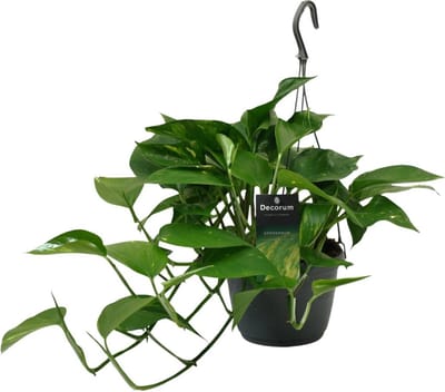 Plantenboetiek.nl | Scindapsus (Epipremnum) - Ø15cm - 35-45cm hoog - Kamerplant - Groenblijvend