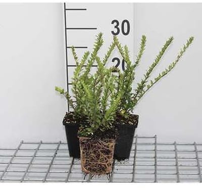 12x Chinese Kamperfoelie - Lonicera nit. 'Hohenheim. Findling' | 9x9 cm pot