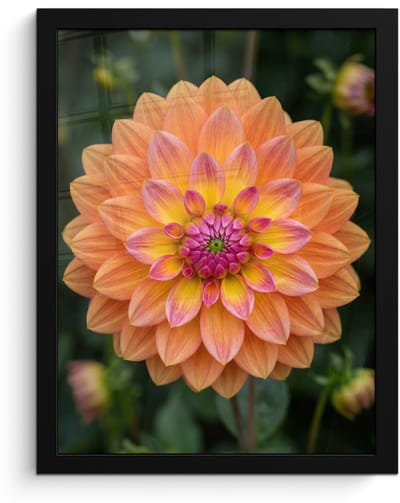 Poster in lijst - Fotolijst 30x40 cm - Posters - Dahlia - Bloem - Oranje - Posterlijst zwart - Decoratie - Wanddecoratie woonkamer - Muurdecoratie slaapkamer
