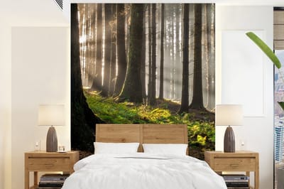 Behang - Fotobehang Zon - Takken - Bomen - Bos - Natuur - Breedte 195 cm x hoogte 260 cm