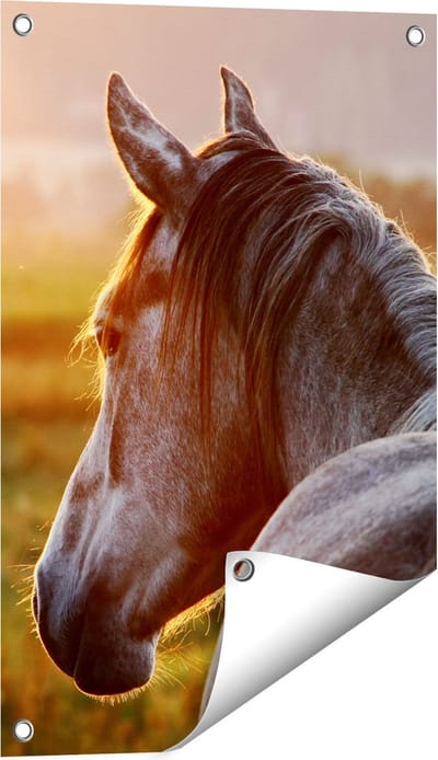 Gards Tuinposter Paard in de Weide tijdens Zonsondergang - 40x60 cm - Tuindoek - Tuindecoratie - Wanddecoratie buiten - Tuinschilderij