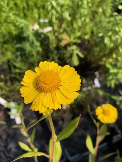 6 x Helenium 'Kanaria' - Zonnekruid - P9 Pot (9 x 9cm) - Dima Vaste Planten