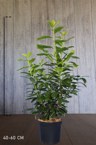 Plants Online - Haagplanten - Coniferen - Tuinplanten - Sier coniferen - Set van 1 - Chamaecyparis pisifera 'Baby Blue' - 5 liter pot - Plant 30-40 cm