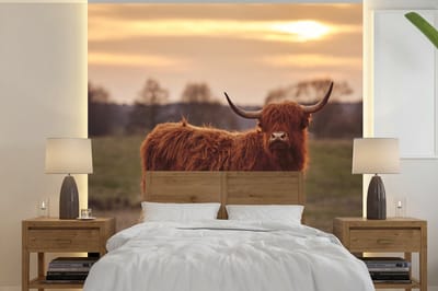 Behang - Fotobehang Schotse hooglander - Dieren - Landschap - Zonsondergang - Koe - Breedte 280 cm x hoogte 280 cm