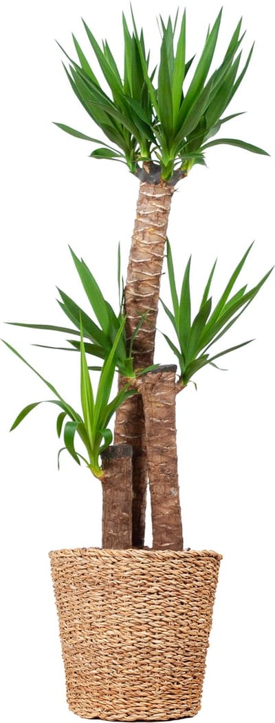 Green Harmony | Yucca XL with basket Torun - 125cm - Ø24