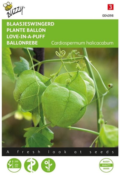 Blaasjeswingerd (Cardiospermum halicacabum)