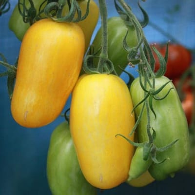 Tomaten zaden - Pruimtomaat Banana Legs