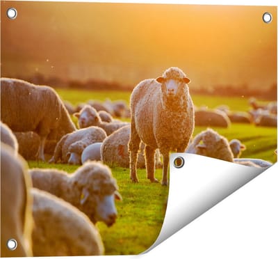 Gards Tuinposter Kudde Schapen bij Zonsondergang - 50x40 cm - Tuindoek - Tuindecoratie - Wanddecoratie buiten - Tuinschilderij