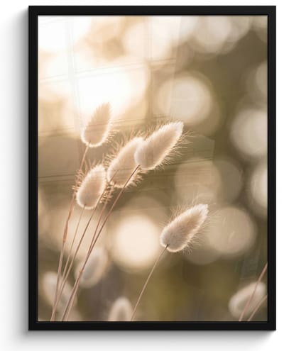 Poster in lijst - Fotolijst 60x80 cm - Posters - Hazestaartgras - Wit - Zonlicht - Posterlijst zwart - Decoratie - Wanddecoratie woonkamer - Muurdecoratie slaapkamer