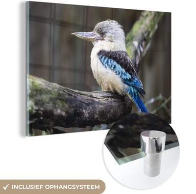 ® Glasschilderij 180x120 cm - Schilderij acrylglas - Een prachtig gekleurde kookaburra op een krullende tak in Australië - Foto op glas - Muurdecoratie woonkamer - Wanddecoratie slaapkamer - Schilderijen