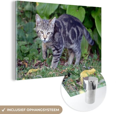 MuchoWow® Glasschilderij 30x20 cm - Schilderij acrylglas - Kat - Huisdier - Tuin - Meisjes - Kinderen - Jongens - Kindje - Foto op glas - Schilderijen