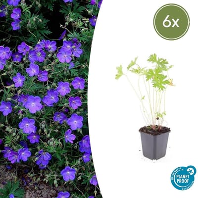 Tuinplantenshop.com | Geranium 'Johnson's Blue' | 6 stuks - Ø9cm - 10-25cm hoog - Tuinplant