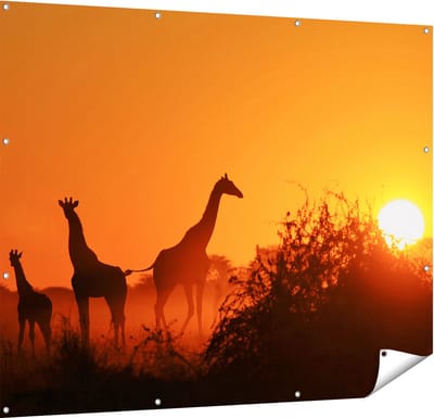 Gards Tuinposter Drie Giraffe Silhouetten bij Zonsondergang - 150x120 cm - Tuindoek - Tuindecoratie - Wanddecoratie buiten - Tuinschilderij