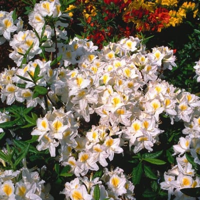 Plants Online BV - Planten - Tuinplanten - Heesters - Set van 1 - Rhododendron (AK) 'Persil'