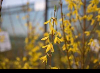 2 x Forsythia int. 'Spectabilis' - Chinees Klokje 50- 60 cm in pot
