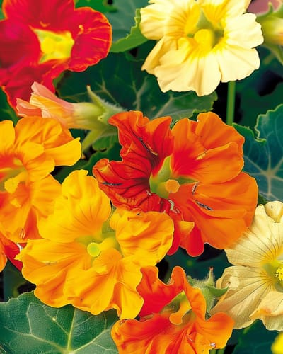 2 sets - Oost-Indische Kers Zaden Jewel Tropaeolum Majus Eenjarig