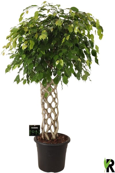 Ficus Benjamina Exotica gevlochten mat 140 cm – Kamerplant – Vers Van De Kweker – Potmaat Ø32 cm