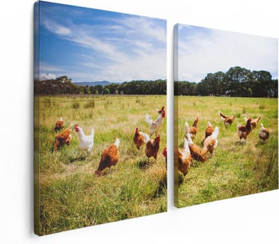 Artaza Canvas Schilderij Tweeluik Kippen in het Gras - 120x80 - Foto Op Canvas - Canvas Print