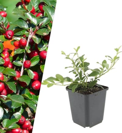 Bodembedekker Planten - Vaste Vaste Planten - Tuin Opvullen - Wintergroen Groen - 48 Stuks - Groen