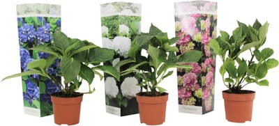 Plant in a Box - Mix van 3 Hydrangea macroph. - Hortensia mix - pot 9cm - Hoogte 25-40cm