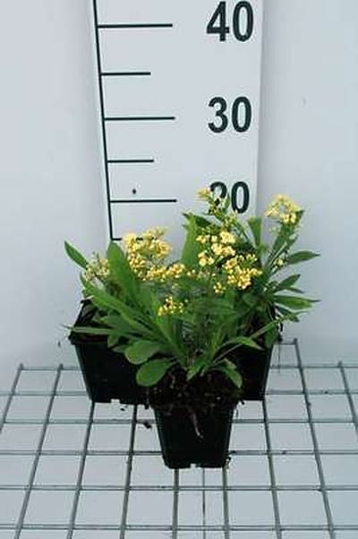 6x Solidaster - Solidaster luteus 'Lemore' | 9x9 cm pot