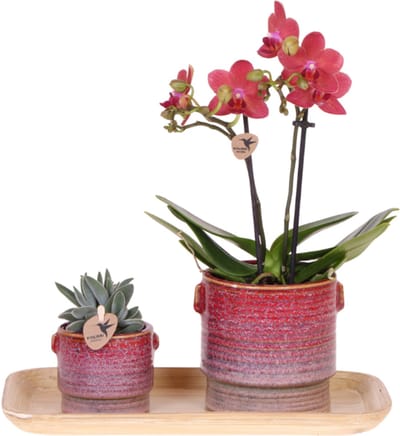 Kolibri Orchids | Gift set Aura | Roze Phalaenopsis orchidee Congo met groene plant in Aura sierpotten op bamboe dienblad