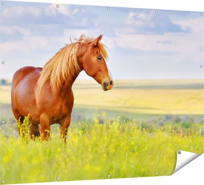 Gards Tuinposter Bruin Paard in de Wei - 160x120 cm - Tuindoek - Tuindecoratie - Wanddecoratie buiten - Tuinschilderij