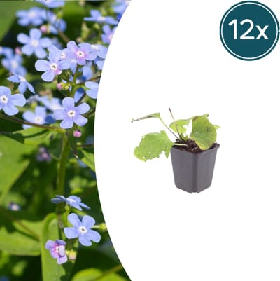 Tuinplantenshop.com | Brunnera macrophylla | 12 stuks - Ø9cm - 10-25cm hoog - Tuinplant