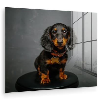 ® Glasschilderij 160x120 cm - Schilderij acrylglas - Studio foto van teckel puppy - Foto op glas - Muurdecoratie woonkamer - Wanddecoratie slaapkamer - Schilderijen
