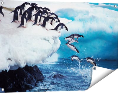 Gards Tuinposter Kudde Pingu�ns Springen vanaf een Rots - 90x60 cm - Tuindoek - Tuindecoratie - Wanddecoratie buiten - Tuinschilderij