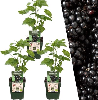 Plants by Frank | 3 Bramenplanten | 100% Biologische Fruitplanten | Bramen | Tuinplanten | Winterharde Planten voor de Tuin