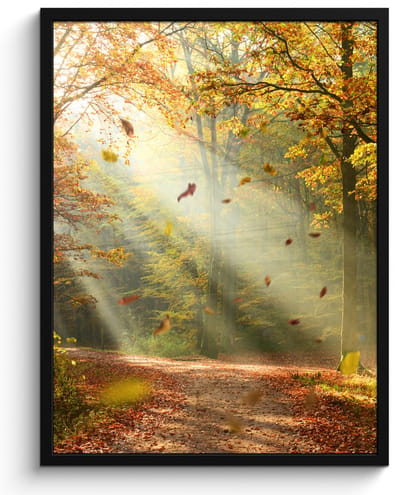 Poster in lijst - Fotolijst 50x70 cm - Posters - Bos - Bomen - Herfst - Zon - Herfstbladeren - Natuur - Posterlijst zwart - Decoratie - Wanddecoratie woonkamer - Muurdecoratie slaapkamer