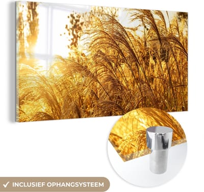 MuchoWow® Glasschilderij 40x20 cm - Schilderij acrylglas - Pampasgras - Zon - Gras - Foto op glas - Schilderijen