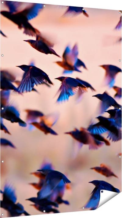 Gards Tuinposter Groep Vliegende Blauwe Spreeuw Vogels - 120x180 cm - Tuindoek - Tuindecoratie - Wanddecoratie buiten - Tuinschilderij