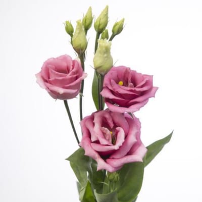 10x Eust.rosita rose pink du 70cm