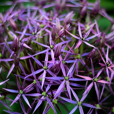 6x Allium christophii Pot 9x9cm - Prachtige sierui voor in de tuin
