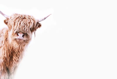 Fotobehang HighlandCattle2 DD119825 A.S. Création ARTist Beige Creme Wit Vlies 270 x 400 cm (4 delen) Fotobehang online webshop