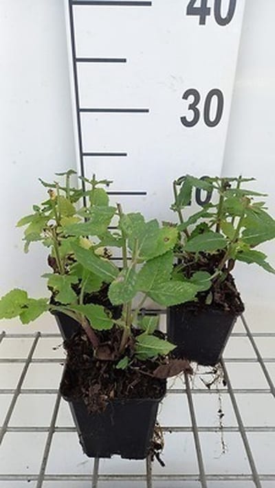 6x Struiksalie - Salvia nem, 'Rose Marvel' | 9x9 cm pot