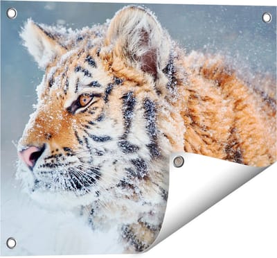 Gards Tuinposter Tijger tijdens de Sneeuw - 50x40 cm - Tuindoek - Tuindecoratie - Wanddecoratie buiten - Tuinschilderij