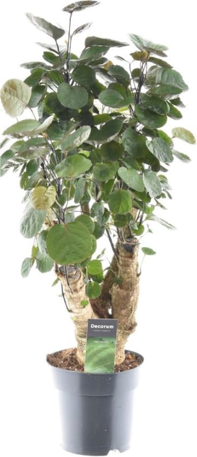 Plantenboetiek.nl | Polyscias Fabian - Ø17cm - 50-60cm hoog - Kamerplant - Groenblijvend