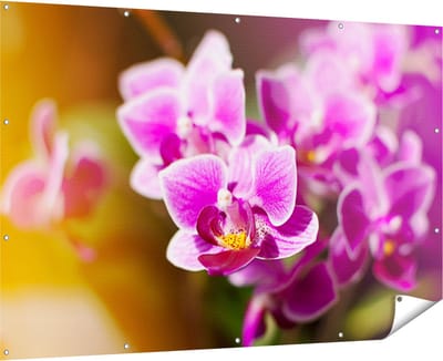 Gards Tuinposter Paarse Orchidee Bloemen - 180x120 cm - Tuindoek - Tuindecoratie - Wanddecoratie buiten - Tuinschilderij