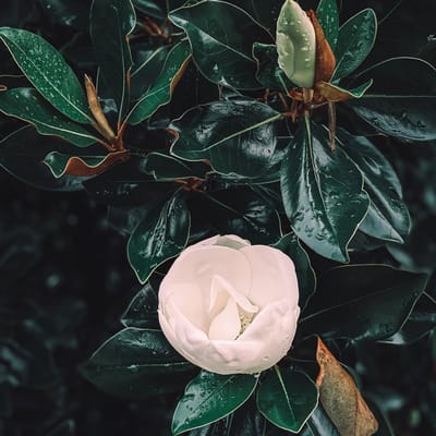 Geurolie - Magnolia Blad & Tonka - 250 ml