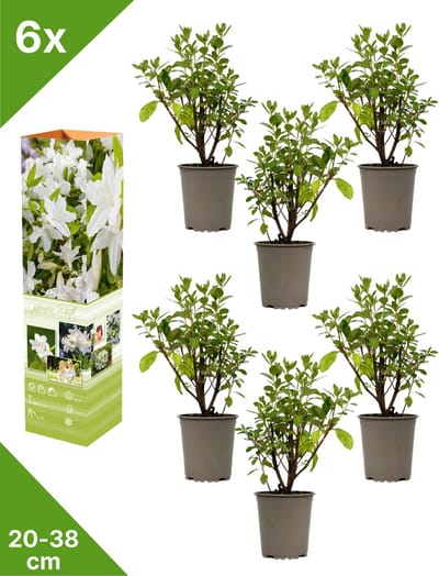 GARDENZO - 6x Azalea japonica (Japanse Azalea) - Wit - in P9 pot