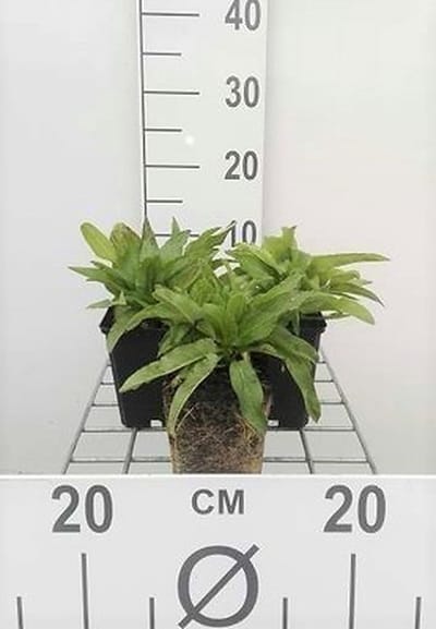 6x Klokje - Campanula glom. 'Acaulis' | 9x9 cm pot