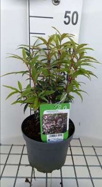 2 x Sarcococca hook. 'Digyna' - Vleesbes, Zoete Buxus 20- 25 cm in pot