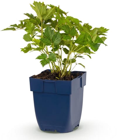 Green boutiQ - Vasteplant - Astilbe chin. Pumila - Pluimspirea - Schaduw - Paars - 1 Plant - Pot 11cm - Hoogte 15-25cm